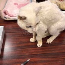 あっけなく