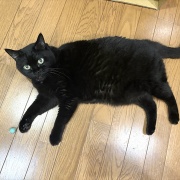 遊ぶシニアとだらける若者