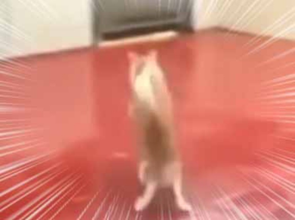 うちのネコが庭に飛び出した。ヒャッハー！ でもその日は少し雨が降っていた → 猫はこうなった…