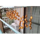 干し柿作り始めました