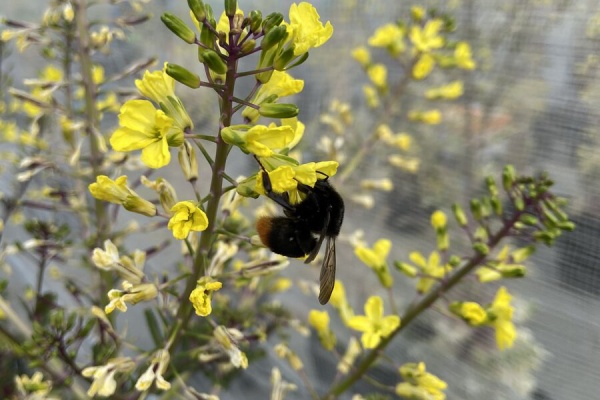 Yuika 結花 Hanayoshiの毎日 ハボタン