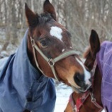 『セン馬の遊び』の画像