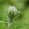 キキョウの蕾と雨雫