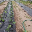 野菜植え