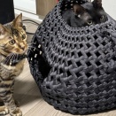 猫ちぐら何個目？