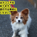 『【里親募集中】パピヨンのくるみ』の画像