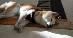 優しい秋