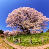 『2026.4『 醍醐桜🌸 / 岡山県真庭市別所❶』歩いてみたよ』の画像