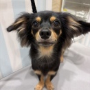 トリミング🐶✂️⸒⸒
