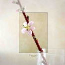 桃便り（21日目）