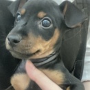 💘新しく来たワンちゃん達の紹介💘
