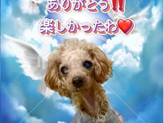 糖尿病のジョディが虹の橋を渡りました🌈💧