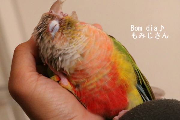 Bom Dia もみじ さん ウロコインコのもみじさんのブログ もみじさん