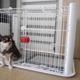 『チワワのハミコさんのお部屋&amp;キッチン収納に欲しいもの』の画像