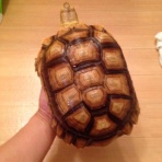 KEZUMEFACTORY 亀仙人ブログ