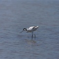 【探鳥記】大久保農耕地に現れた珍鳥！ソリハシセイタカシギとの出会い