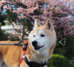 イッツ・ア・ミラクル♪