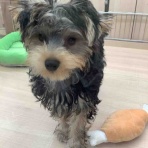 八王子市 ペットショップワンラブ カインズ八王子店ペッツワンコーナースタッフブログ