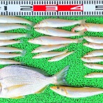 竹村貸舟店【高知県 浦ノ内湾～宇佐～須崎市横浪半島沖の船釣り】釣果情報 & ブログ