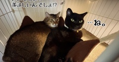 アチアチが羨ましくない季節。