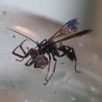 ちょっとだけ不思議な昆虫の世界（３）