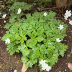 ブッチャケ(ぶっ鮭）日記