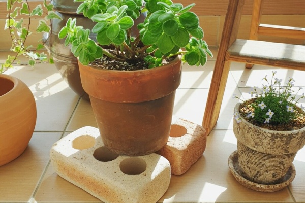 むくげの花 ベランダ