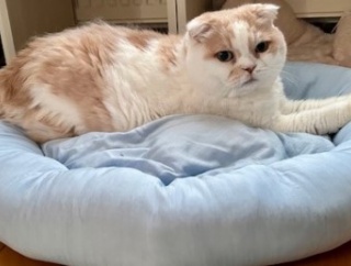 ニトリのＮクール用品でくつろぐ猫たち