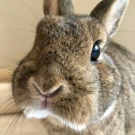 Bunny! Bunny!