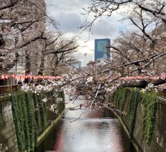 3月26日（木）桜情報：夕方5時半くらいの目黒川にて🌸