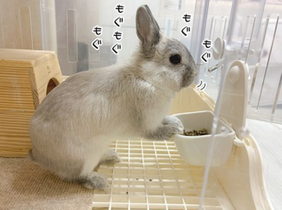 うさぎのルリ(6/11追記)