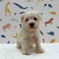 新しいわんちゃんの紹介です🐶