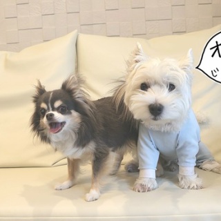 たかシェフのおうちごはん。と、白い犬。と、チワワ。