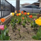 家庭菜園（その７）春です