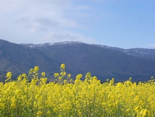 ☆★「とんでもない首相」による暴挙〜落ちぶれてゆくこの国