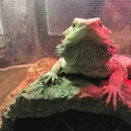 宇宙人、爬虫類を飼う