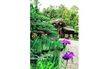 『四季折々の風景に癒される 『梅宮大社』〜うめのみやたいしゃ〜は、猫と人と鳥と花の楽園 』の画像