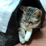 にゃんズの母（認知症と猫とわたし）