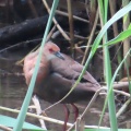 幼鳥から若鳥に成長したヒクイナを撮る🦜（多々良沼公園）