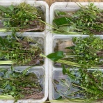 SONOアクアプランツファーム水草･海藻情報局