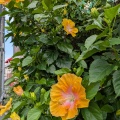 ハイビスカス・・・