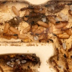 ありんこ日記　AntRoom