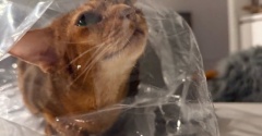 透明の袋、猫入りたがる