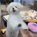 本日のわんこPart☆656