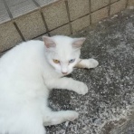 にゃんこ速報～修羅場・キチママ・生活まとめ～