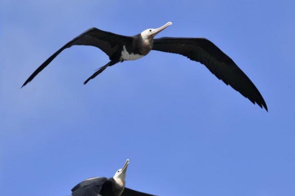 野口洪志の野鳥日記 オオグンカンドリ