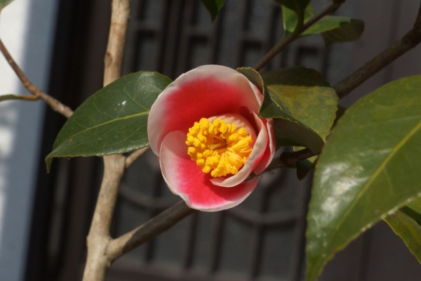 椿さま cptsfuji/blog - 椿 Camellia