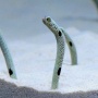 【珍知識】チンアナゴ、名前の「チン」の由来ｗｗｗｗｗｗｗ