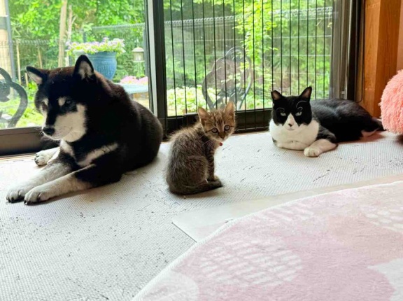 数えてみたら、私は10人の母でした！
