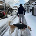 大雪翌日。